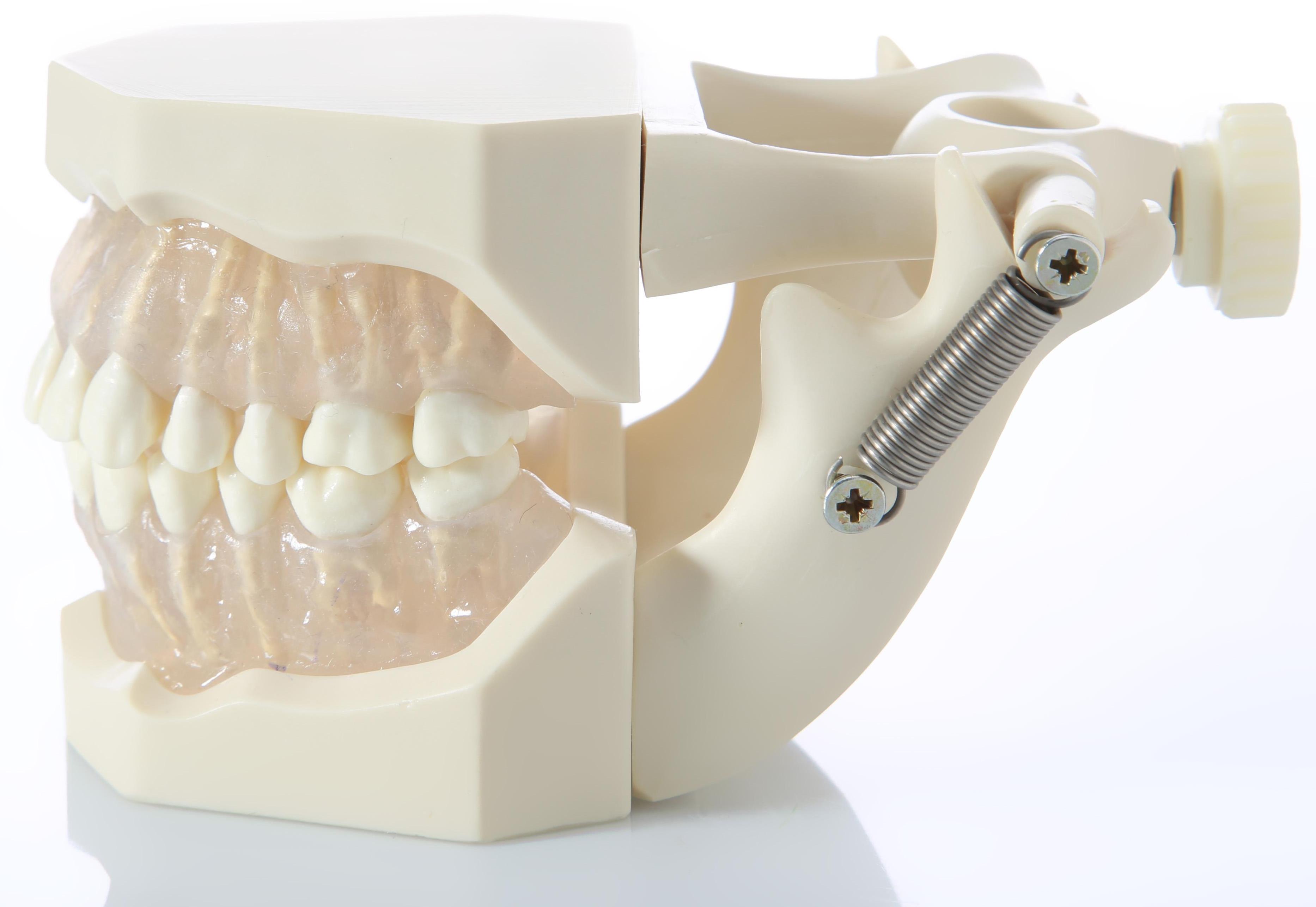 Модель челюстной кости