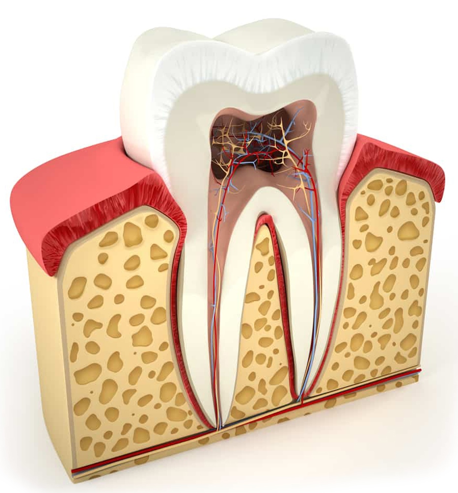 Строение корневых каналов в зубе