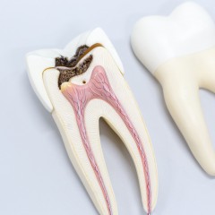 Канал зуба